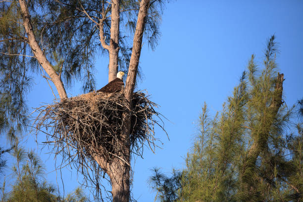 istock Family of two bald eagle Haliaeetus leucocephalus 1136474697