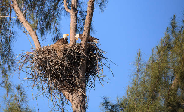 istock Family of two bald eagle Haliaeetus leucocephalus 1136474712