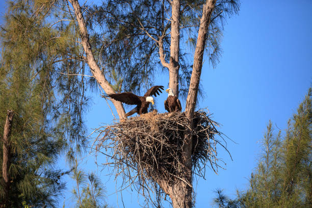 istock Family of two bald eagle Haliaeetus leucocephalus 1136474732