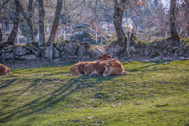 istock View of cows lying on the green pasture on farm 1136474749