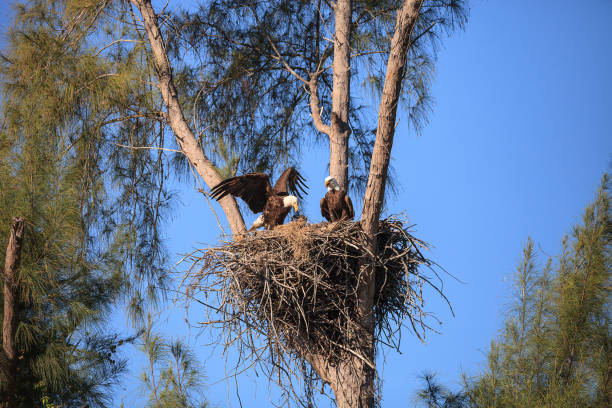 istock Family of two bald eagle Haliaeetus leucocephalus 1136474803
