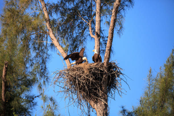 istock Family of two bald eagle Haliaeetus leucocephalus 1136474815