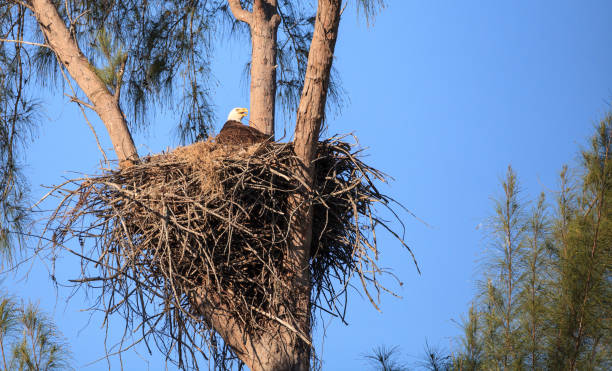 istock Family of two bald eagle Haliaeetus leucocephalus 1136474849
