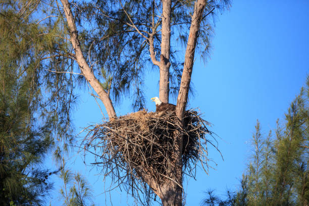 istock Family of two bald eagle Haliaeetus leucocephalus 1136474879