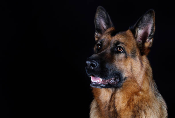 istock Portrait of beautiful German Shepherd dog 1136474883