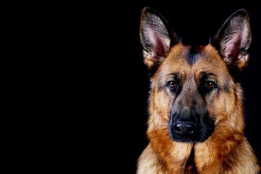 studio shot of beautiful young german shepherd dog against black background with copy space