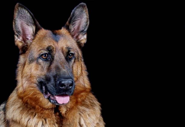 istock Portrait of beautiful German Shepherd dog 1136474886