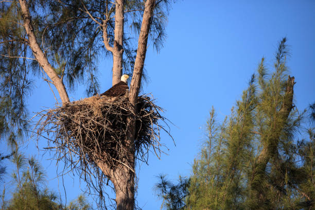 istock Family of two bald eagle Haliaeetus leucocephalus 1136474910