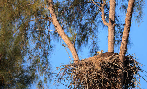 istock Family of two bald eagle Haliaeetus leucocephalus 1136474913
