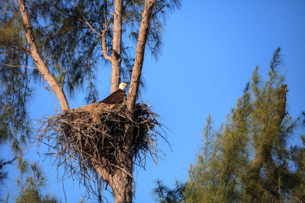 istock Family of two bald eagle Haliaeetus leucocephalus 1136474923