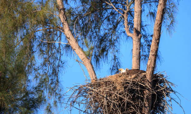 istock Family of two bald eagle Haliaeetus leucocephalus 1136474987