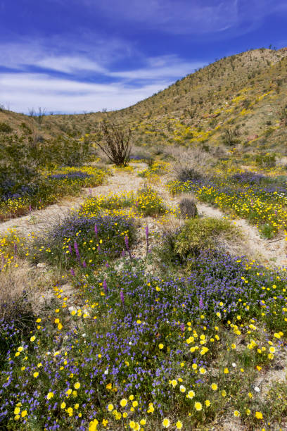 istock Anza Borrego Desert State Park- Desert Wash with Lupines 1136475641