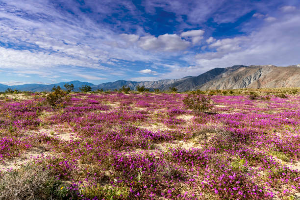 istock Anza Borrego Desert State Park- Sandy Area with Verbena 1136475756