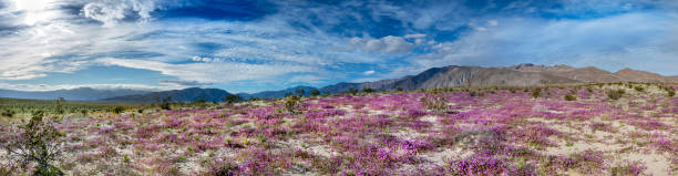 Anza Borrego Desert State Park- Panorama with Verbena Panorama of spring wildflowers in Anza Borrego Desert State Park, southern California. anza borrego desert state park photos stock pictures, royalty-free photos & images