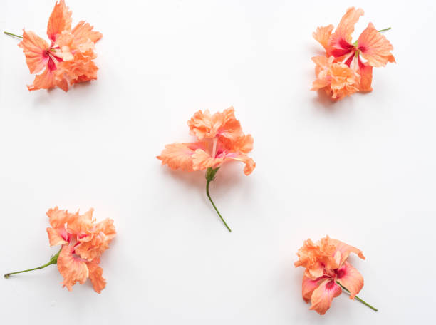 Coral hibiscus flowers on white background from above