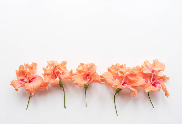 istock Coral hibiscus flowers in a row on white background 1136476470