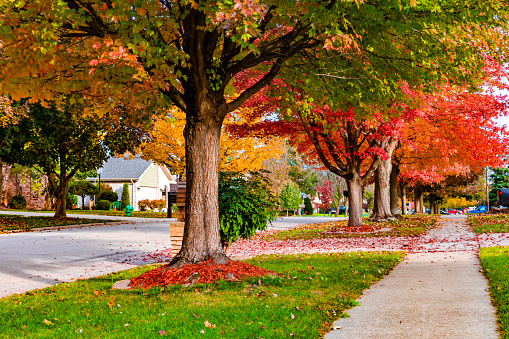 A suburban neighborhood sidewalk and street with colorful trees during autumn