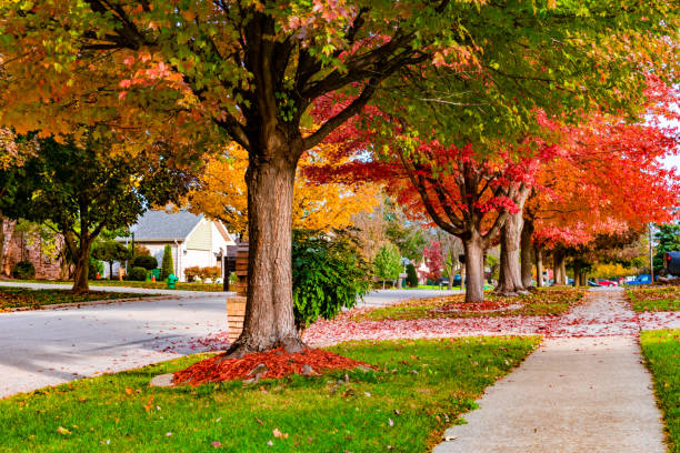 пригородный район тротуар и улица осенью - autumn trees стоковые фото и изображения