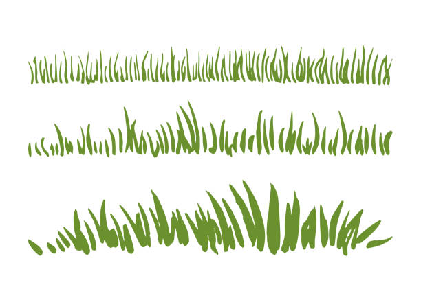 ilustrações de stock, clip art, desenhos animados e ícones de hand drawn ink grass set isolated on white background. - turf white green horizontal