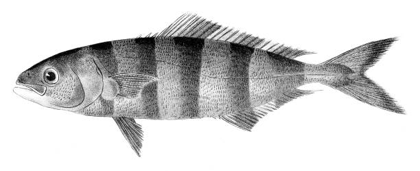 Pilot fish engraving 1842 Zoology of New York, or the New York fauna, De Kay, James E. (James Ellsworth), 1842 pilot fish stock illustrations