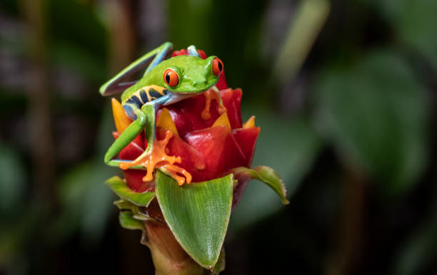 istock Red-eyed Tree Frog in Costa Rica 1136483777