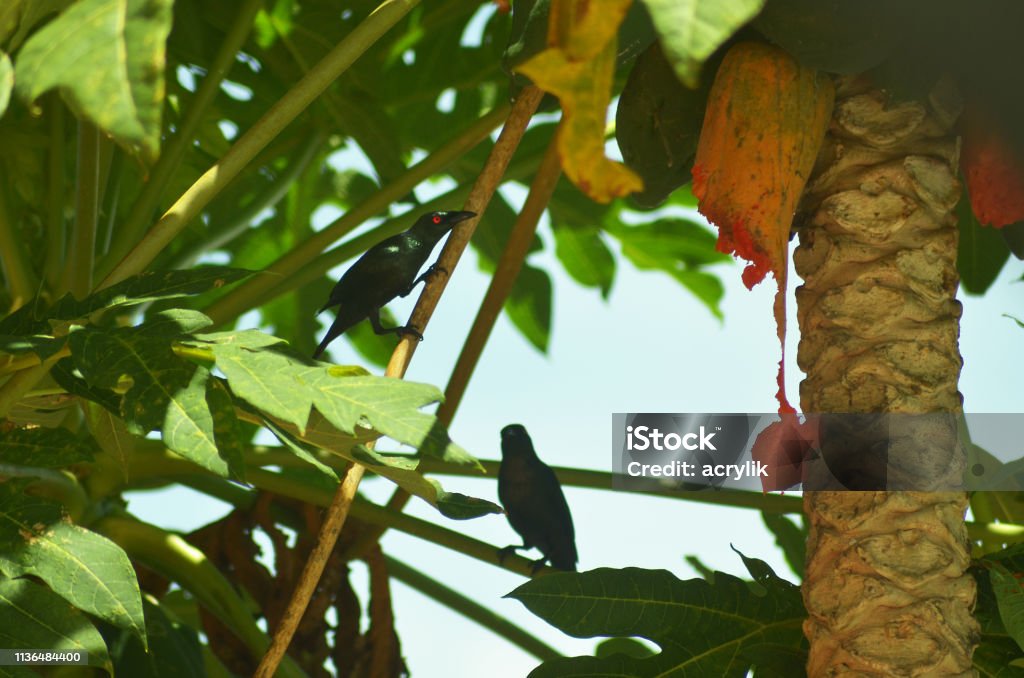 Asian Glossy starling black bird eating papaya Photograph image of an Asian Glossy Starling black crow bird eating a rotten papaya. Autumn Stock Photo