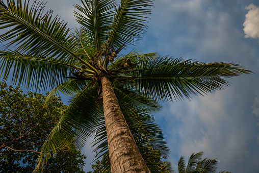 Coconut tree under the blue sky