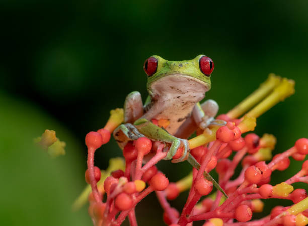 istock Red-eyed Tree Frog in Costa Rica 1136484440