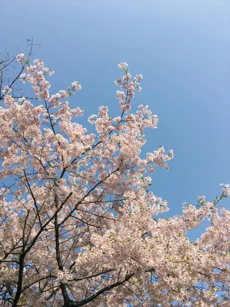 Spring - Cherry blossom Cherry