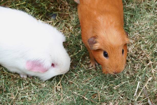 istock cute hamster with red eyes close up 1136486102