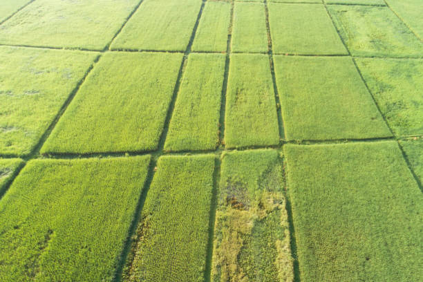 istock Panoramic view nature Landscape of a green field with rice 1136487603