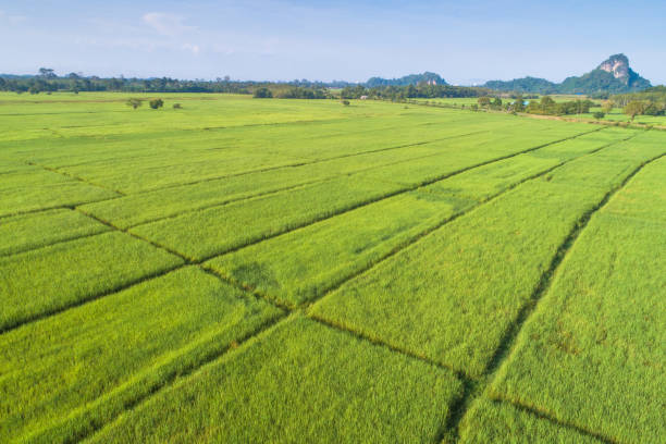 istock Panoramic view nature Landscape of a green field with rice 1136487617