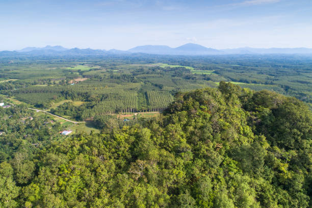 istock Panoramic view nature Landscape of a green field with rice 1136487638