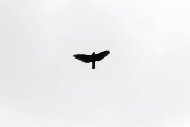 istock Gallinazo with wings spread over the sky 1136487829