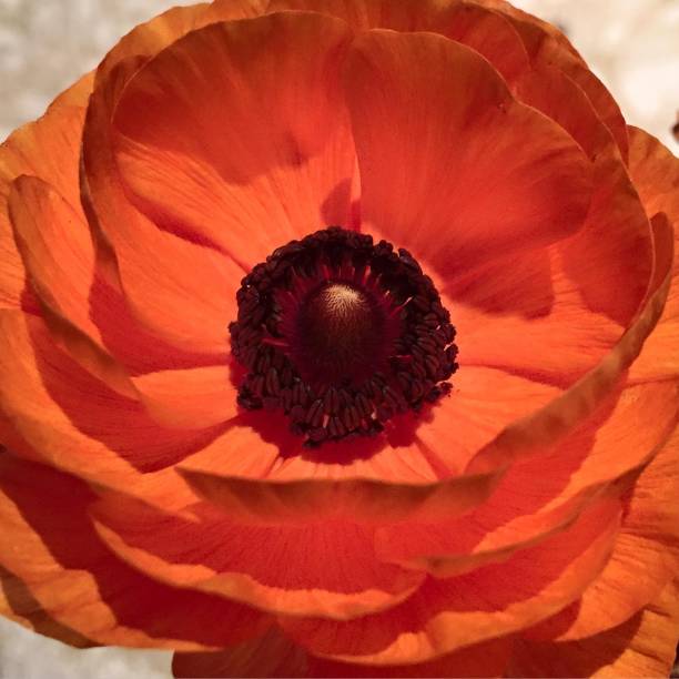 istock Orange country poppy 1136487883