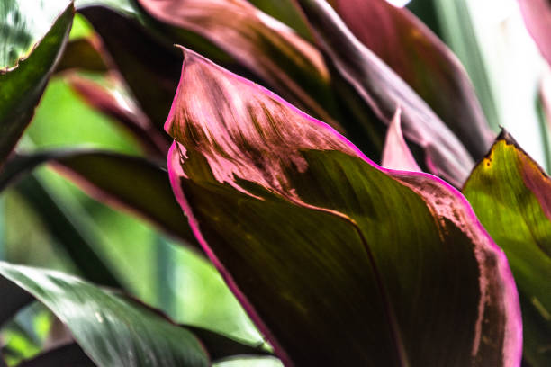 istock Macro detail of red leaf texture. Close up beautiful leaves pattern. 1136487948