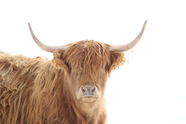 Scottish Highland breed of cows