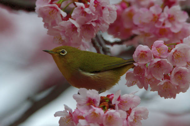 During cherry blossom season, many Japanese white-eyes are observed flocking to cherry trees to consume nectar from flowers.The species of the cherry blossom with its strong pinkish color is called Kanzakura, which starts blooming in February, about a month earlier than the popular Japanese cherry blossom called Somei-yoshino.