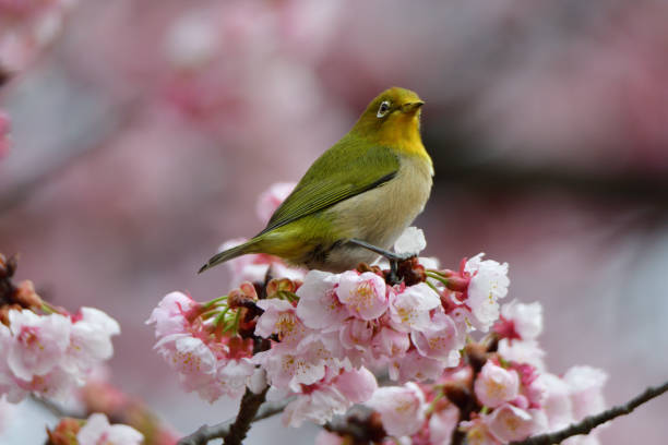 istock Japanese White Eyes Enjoying Sucking Nectar of Cherry Blossom 1136494754
