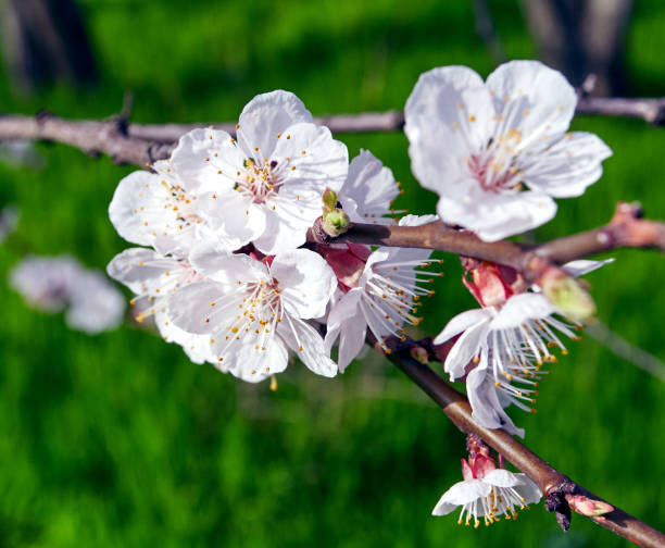istock cherry branches with white cherry flowers in the garden 1136495753