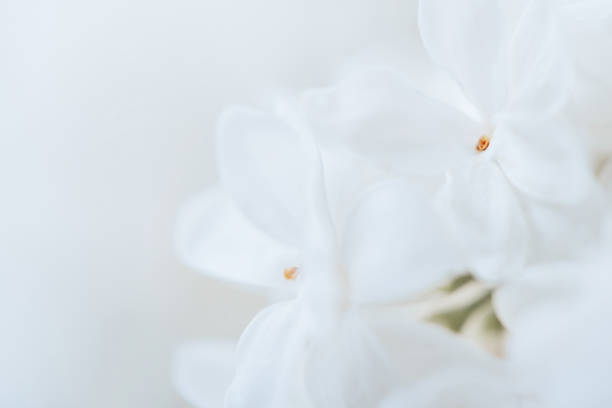 istock Flowers in soft and blur style for background 1136496892