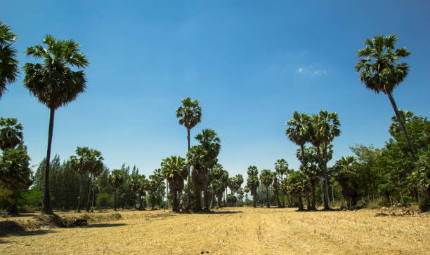 istock sugar palm at field rice after harvest 1136498074