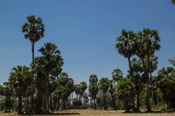 istock sugar palm at field rice after harvest 1136498090