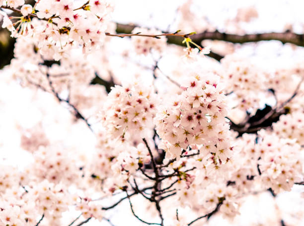 istock Sakura or Cherry blossom in Japanese garden 1136498793