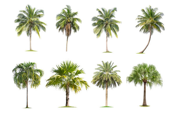 istock Coconut and palm trees Isolated tree on white background , 1136498848