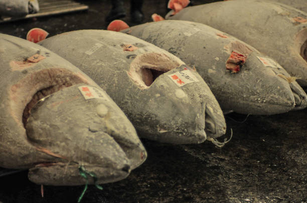 istock Tokyo Tsukiji Fish Market 1136500618