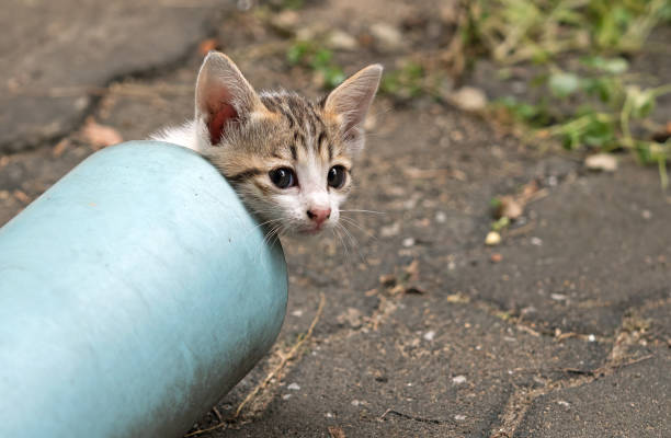 Closeup Cute Little Kitten Emerge from The Blue Water Pipe