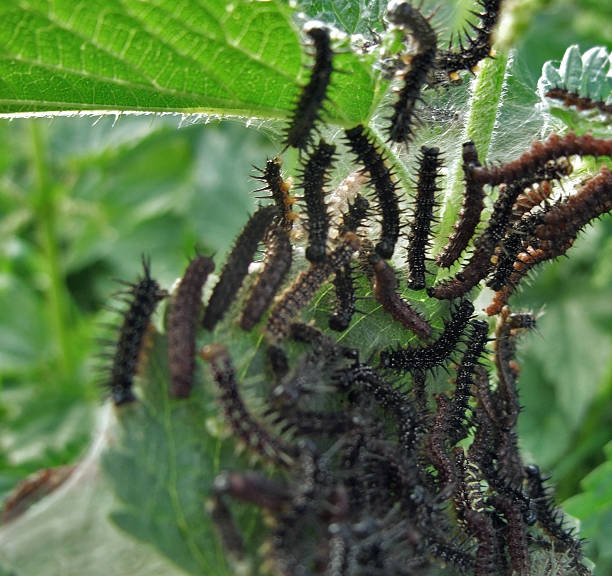 istock caterpillars on nettle plant 113650304