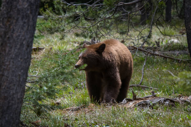 istock Cinnamon colored Black bear in the Tetons 1136503798