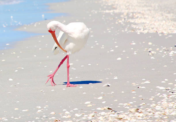 A white ibis stands on the edge of the ocean with crossed legs.